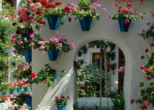 Authentic Patios of Cordoba Skip-the-Line Guided Tour
