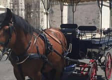 Lisbon: Horse-Drawn Carriage Ride in Belém