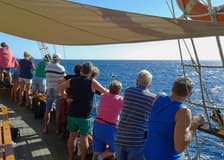 Los Cristianos: Whale and Dolphin Watching Cruise with Optional Pirate Themed Boat