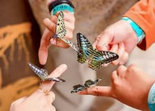 Entopia by Penang Butterfly Farm Tickets