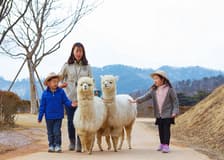 From Seoul: Nami Island & Alpaca World Guided Tour
