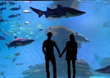 Palma Aquarium: Admission Ticket + Transfer from East Zone