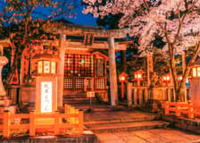 Kyoto Cherry Blossom Night Tour: Hanami, Maruyama Park, Izakaya, and Yasaka Shrine