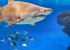 Palma Aquarium: Entrance + Diving with Sharks