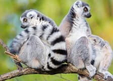 Woodland Park Zoo: Skip The Line Ticket