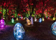 Tickets to teamLab Botanical Garden in Osaka