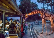 Chiang Mai Night Safari Tickets with Transfers: Non-Thai Residents