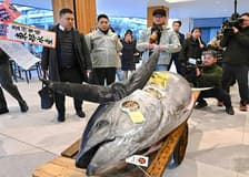 Tokyo: Toyosu Tuna Auction and Tsukiji Market Guided Walking Tour