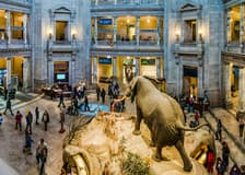 Smithsonian National Museum of Natural History Tours