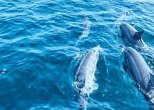 Palma de Mallorca: 3-Hr Dolphin Watching Boat Excursion + Swim & Snorkelling