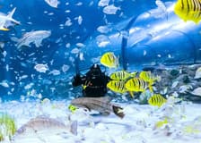 National Aquarium Abu Dhabi Tickets