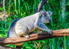 Kuranda Koala Gardens Ticket