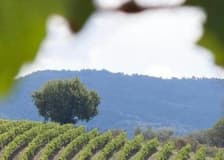 Chianti & Castles: Day Trip from San Gimignano + Wine Tasting