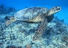 Discover Scuba Dive for Beginner