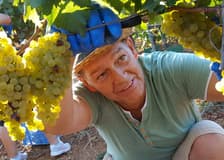 Mallorca: Winery & Olive Mill Guided Tour + Tastings + Roundtrip Transfer