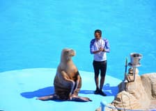 Hurghada Dolphin World Show with Dolphin Swim Session & Transfers
