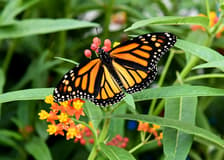 Niagara Falls Butterfly Conservatory: Entry Ticket