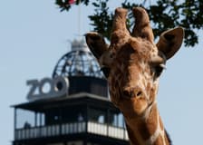 Copenhagen ZOO: Skip The Line Ticket