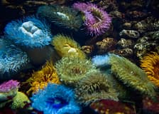 Oceanário de Lisboa Tickets
