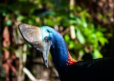 From Port Douglas: Small Group Half Day Tour of Daintree & Mossman Gorge with River Cruise & Picnic Lunch