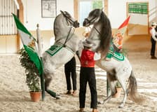 Club Hipico El Ranchito: Andalusian Horse and Flamenco Show