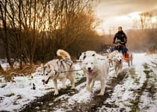 From Krakow: Tatra Mountains Dog Sledding Tour