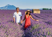 From Aix-En-Provence: Lavender Fields Tour