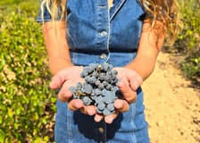 Utiel-Requena Vineyards: Guided Tour from Valencia + Wine Tasting