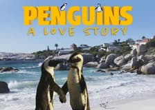 Simons Theatre: Penguins - A Love Story Film