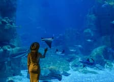 Istanbul Aquarium Tickets with Bus Transfers from Taksim & Sultanahmet