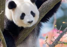 Adelaide Zoo: Entry Ticket