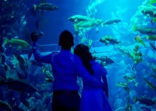 Ripley's Aquarium of Canada: Sharks After Dark