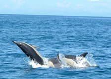 Dolphin Watching Tour from Lisbon