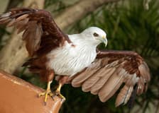 Kuala Lumpur Bird Park Tickets