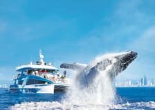 Whale Watching Cruise Gold Coast