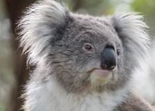 Moonlit Sanctuary Wildlife Park Admission Tickets