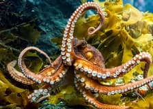 Sea Life Kelly Tarlton's Aquarium Entry Tickets