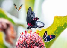 Cockrell Butterfly Center at the Houston Museum of Natural Science: Entry Ticket