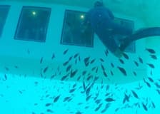 Poseidon Submarine Cruise