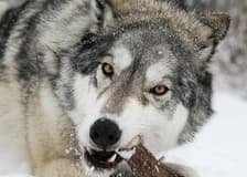 Yamnuska Wolfdog Sanctuary: Entry Ticket + Guided Tour