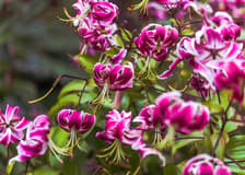 Full-Day Guided City Tour of Hobart & Tickets to MONA