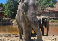 Freedom Elephant Reserve Phuket: Guided Tour + Roundtrip Transport