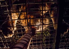 Bali Safari Tickets