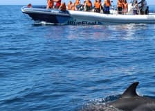 Dolphin Watching Tour from Lagos