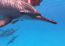 Sha'ab Samadi: Dolphin House Snorkeling with Lunch