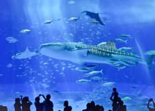 Okinawa Hip Hop Bus Tour with Churaumi Aquarium, Glass Boat Ride & American Village