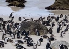 Cape Point & Boulders Beach Private Tour with Penguin Encounter