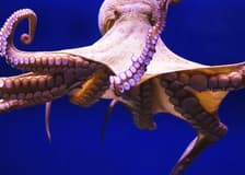 Gran Canaria: Guided Day Tour from Tenerife + Aquarium & Distillery Entry