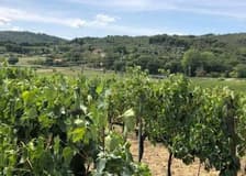 Arezzo: Wine Tasting in Val di Chiana