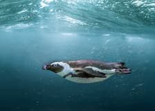 SEA LIFE Aquarium Busan Entry Tickets with Lotte Voucher